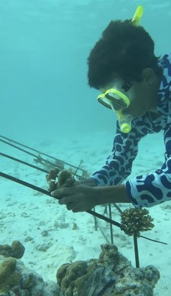 Diver planting coral on a frame